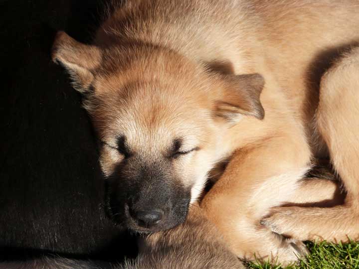 chinook puppy